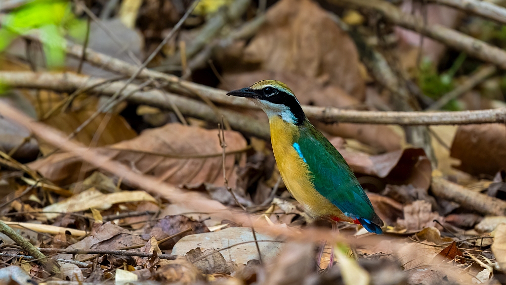 Indian Pitta